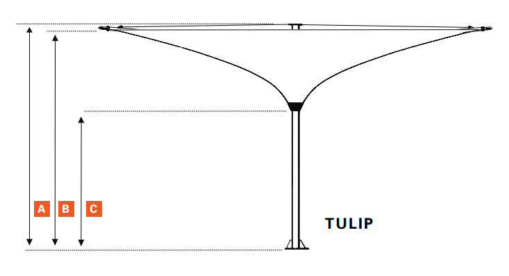 kich thuoc tulip nguoc